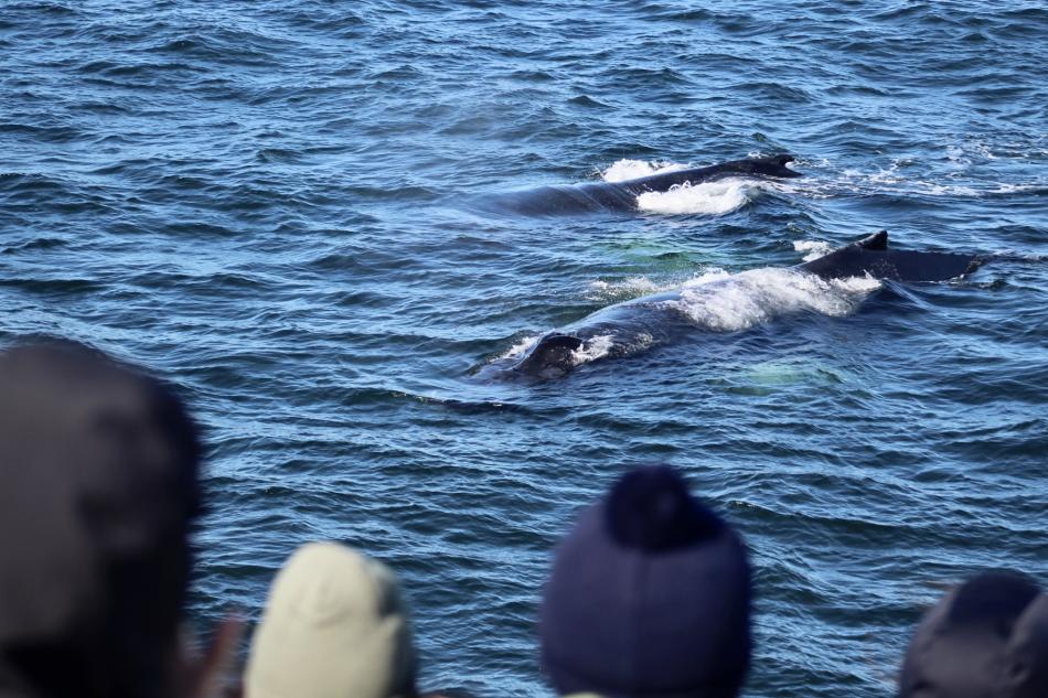 humpback whales swim in front of heads of passengers