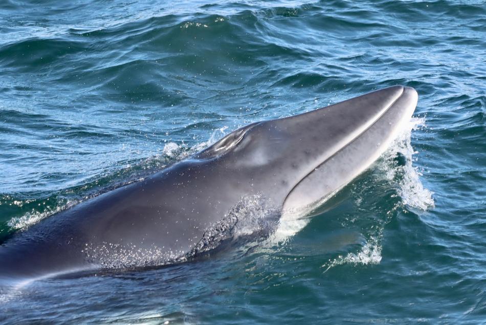 minke whale snout
