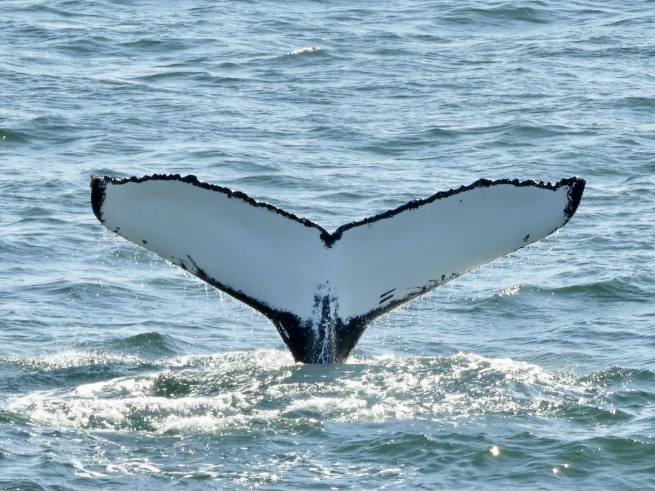 humpback whale fluke