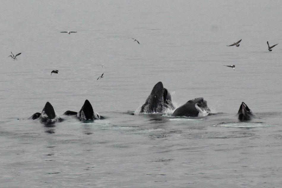 several lunge feeding humpback whales