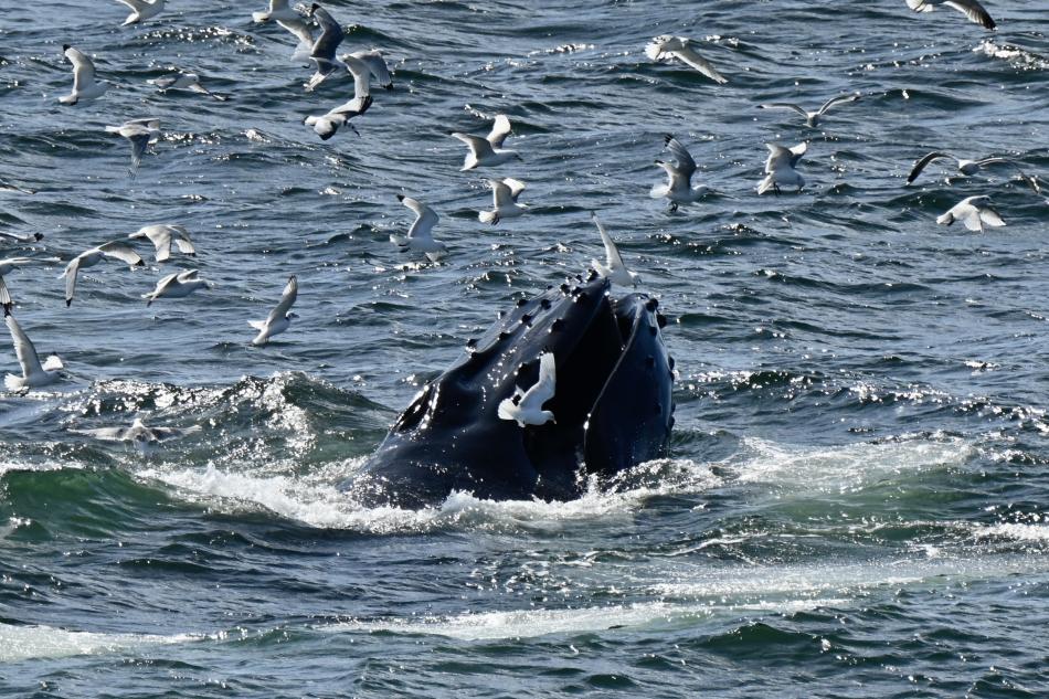 humpback whale lunge feeding