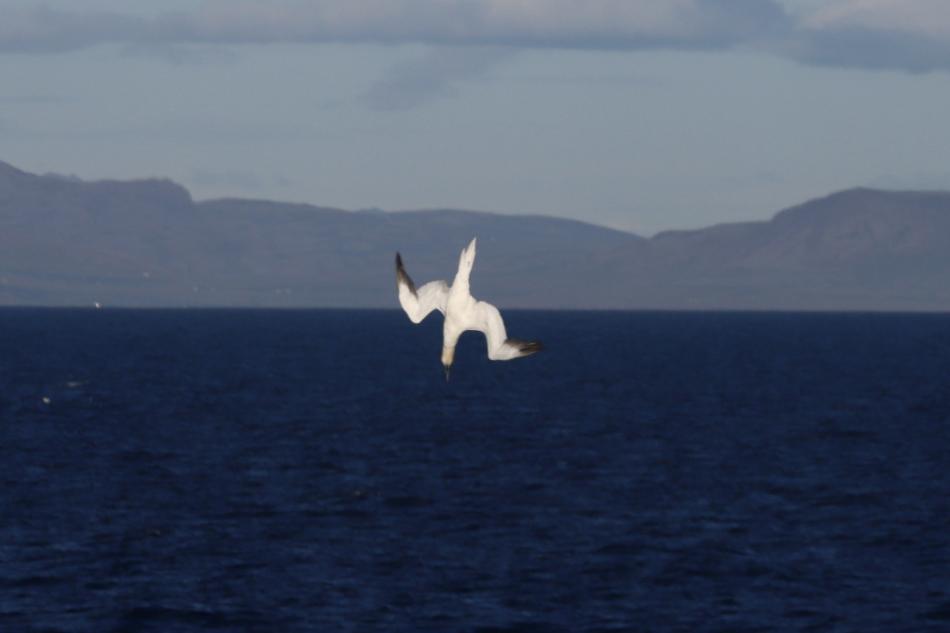 diving northern gannet
