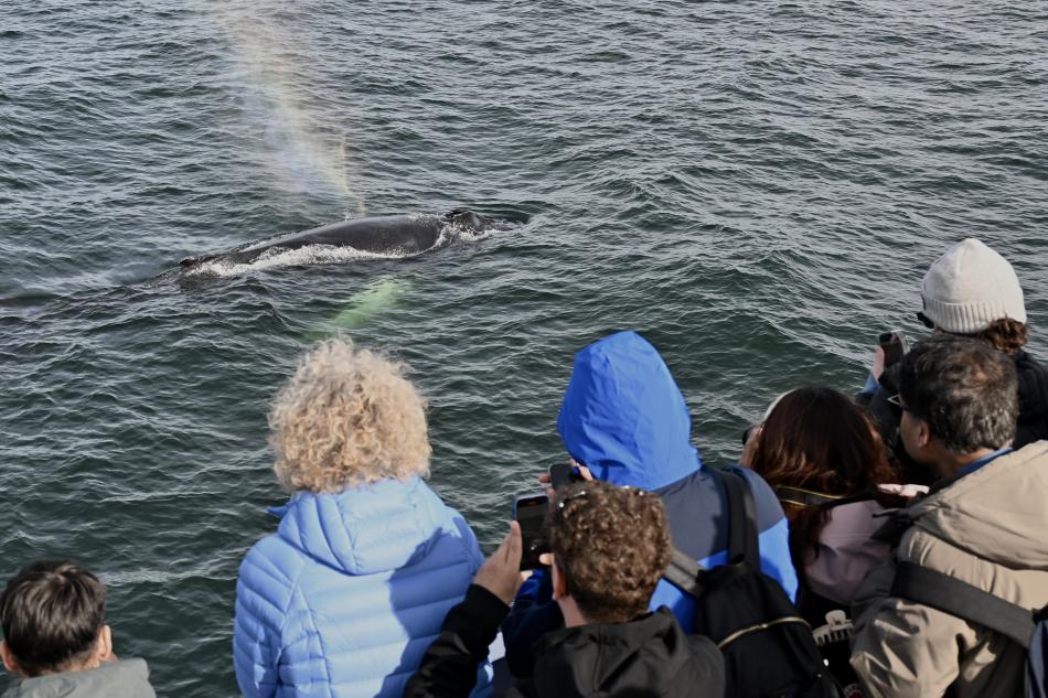 humpback whale watched on by people on a boat