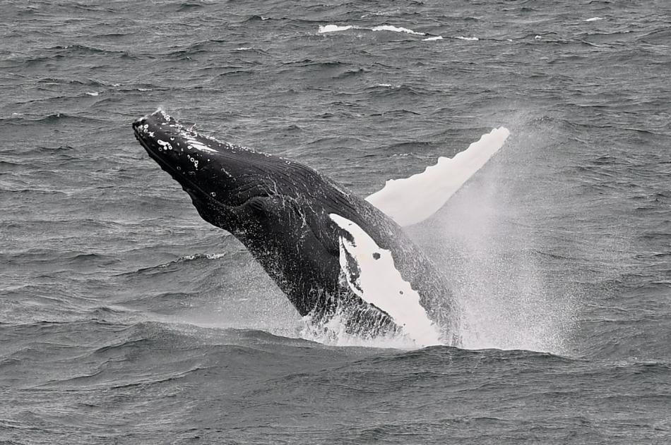 breaching humpback whale
