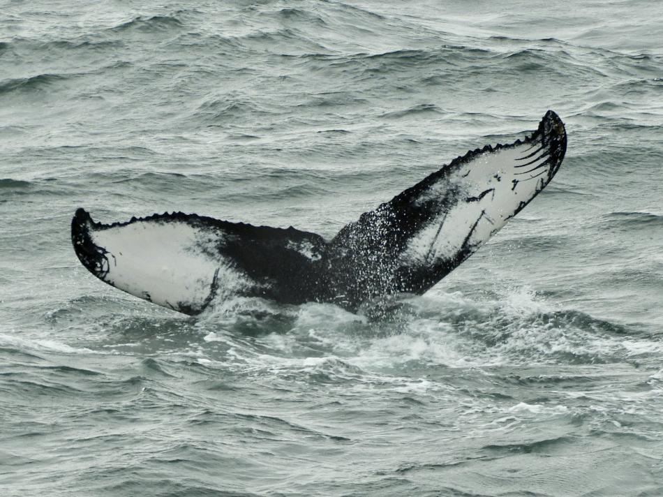 humpback whale fluke