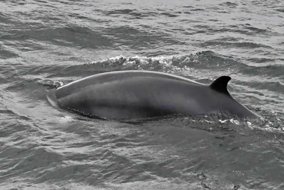 minke whale back