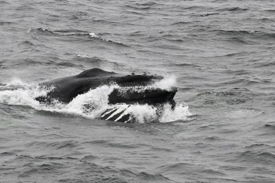 humpback whale feeding