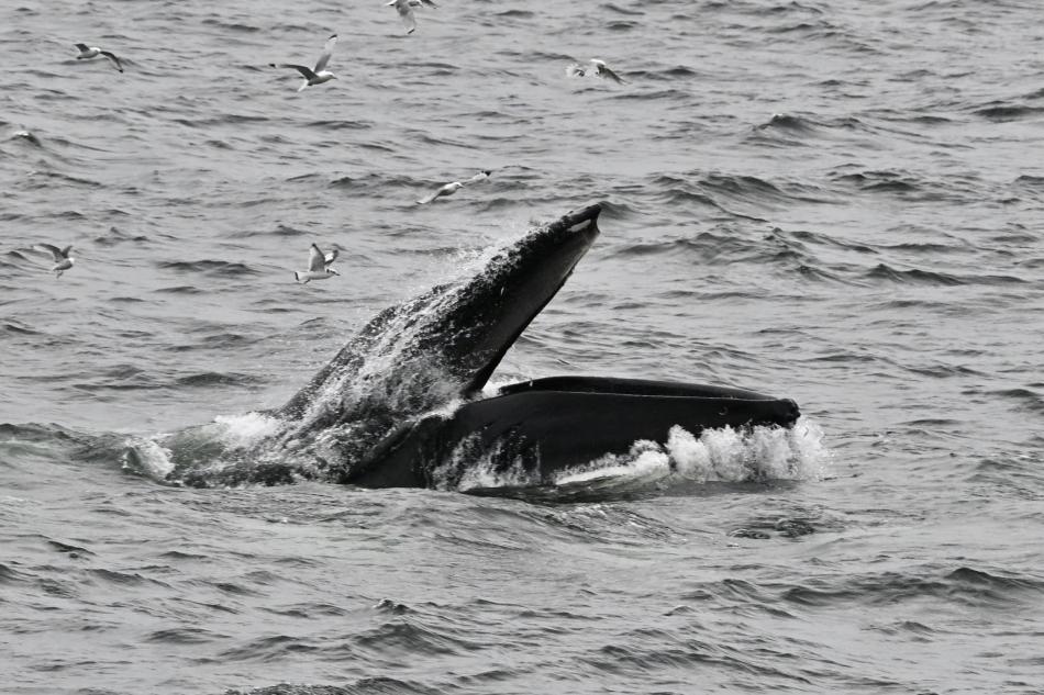 humpback whale feeding with open mouth