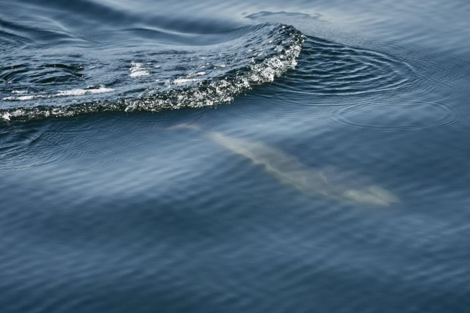 white-beaked dolphin