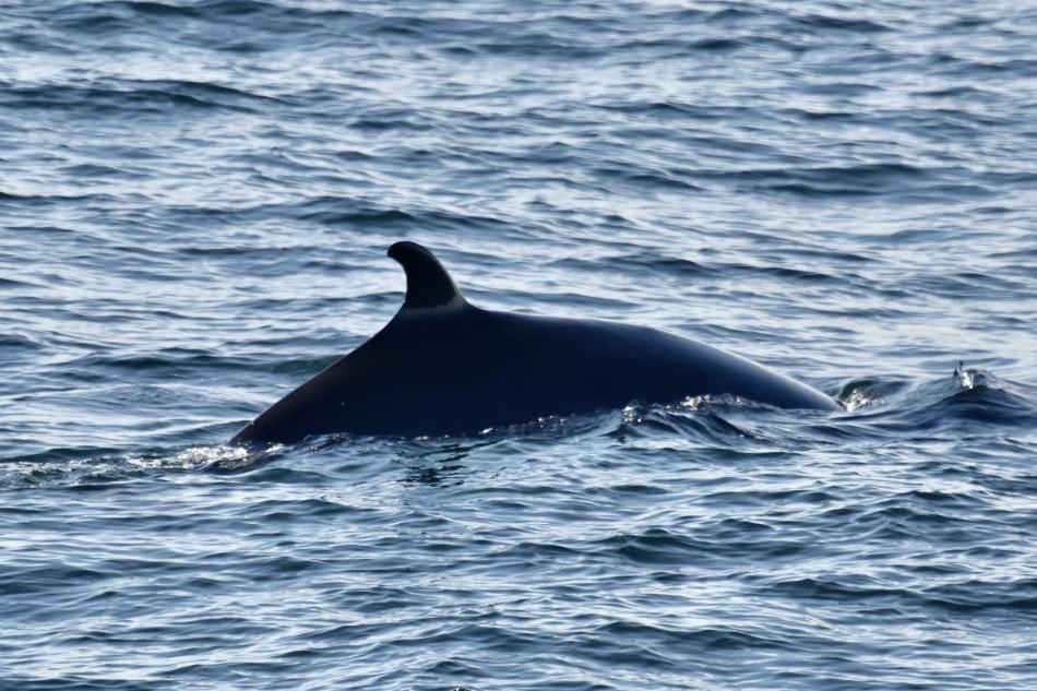 minke whale