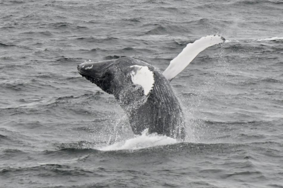 humpback whale breaching