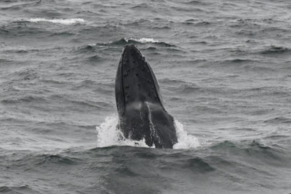breaching humpback whale