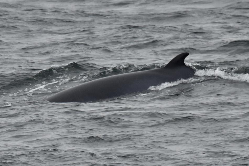 minke whale dorsal fin
