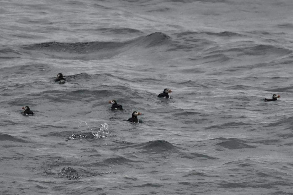 puffins sitting on the ocean