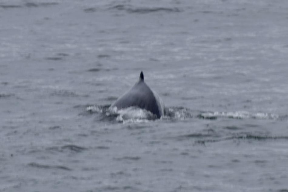 humpback whale dorsal fin