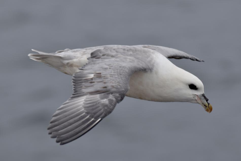 fulmar
