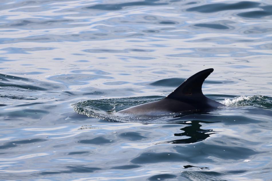 white-beaked dolphin fin