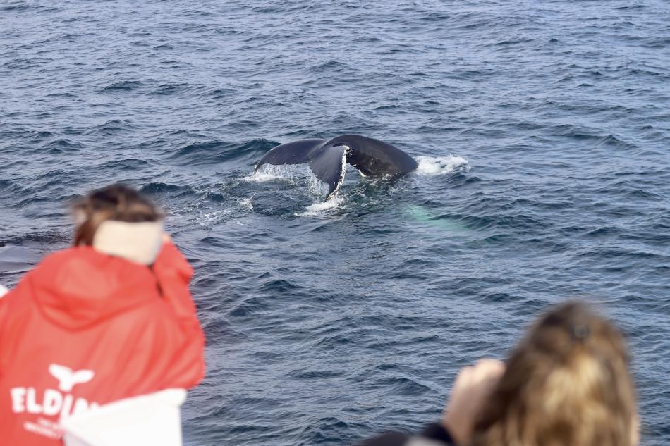 humpback whale dives in front of passengers