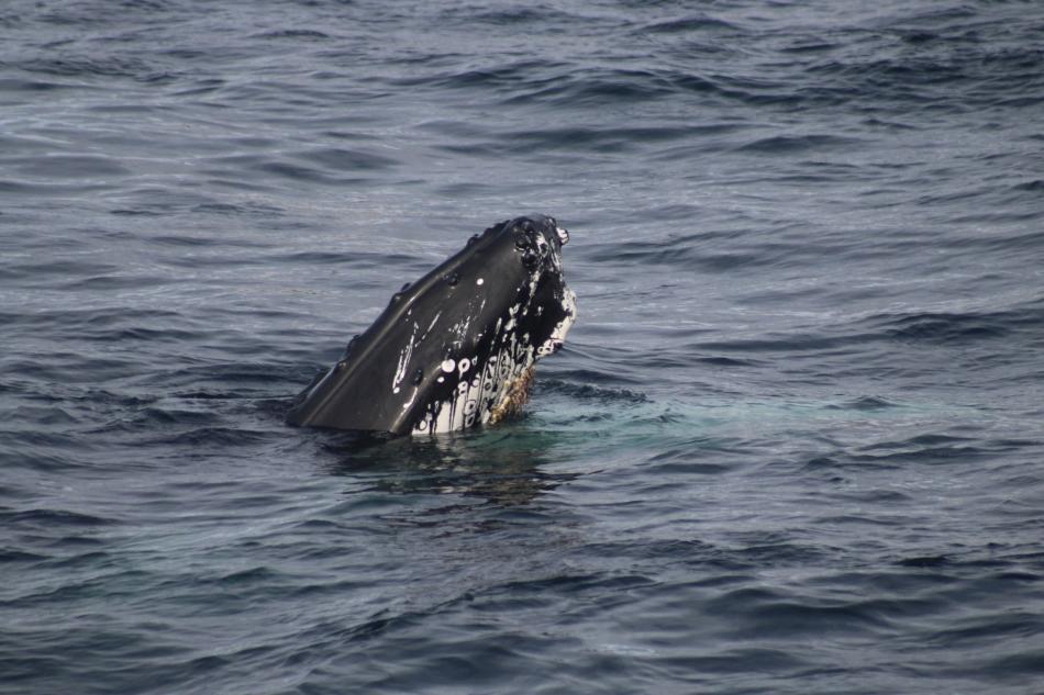 humpback whale face peaks from under the surface
