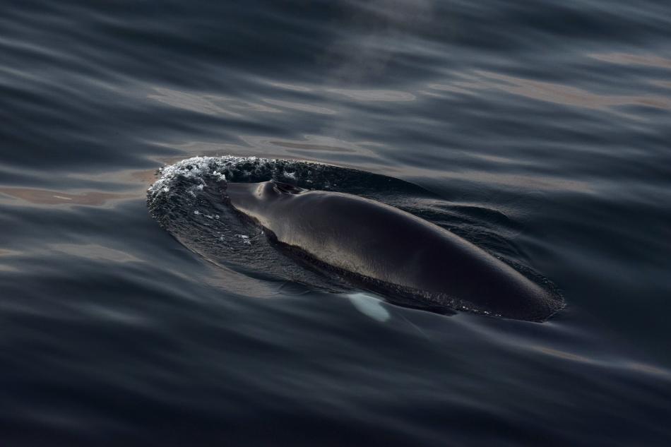sleek minke whale surfaces