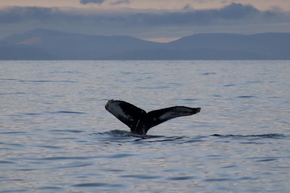 humpback whale dives at night