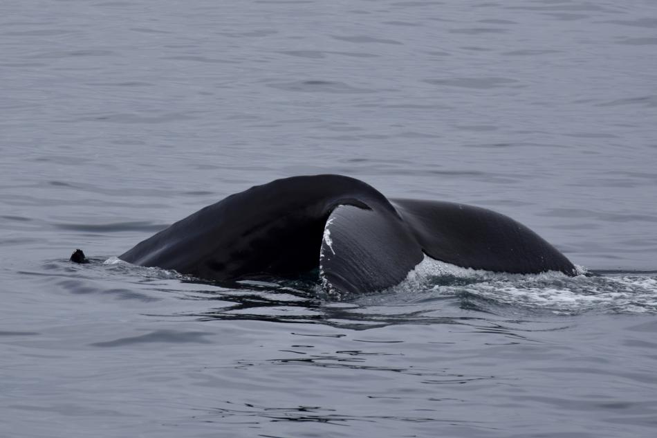 humpback whale fluke going for a dive