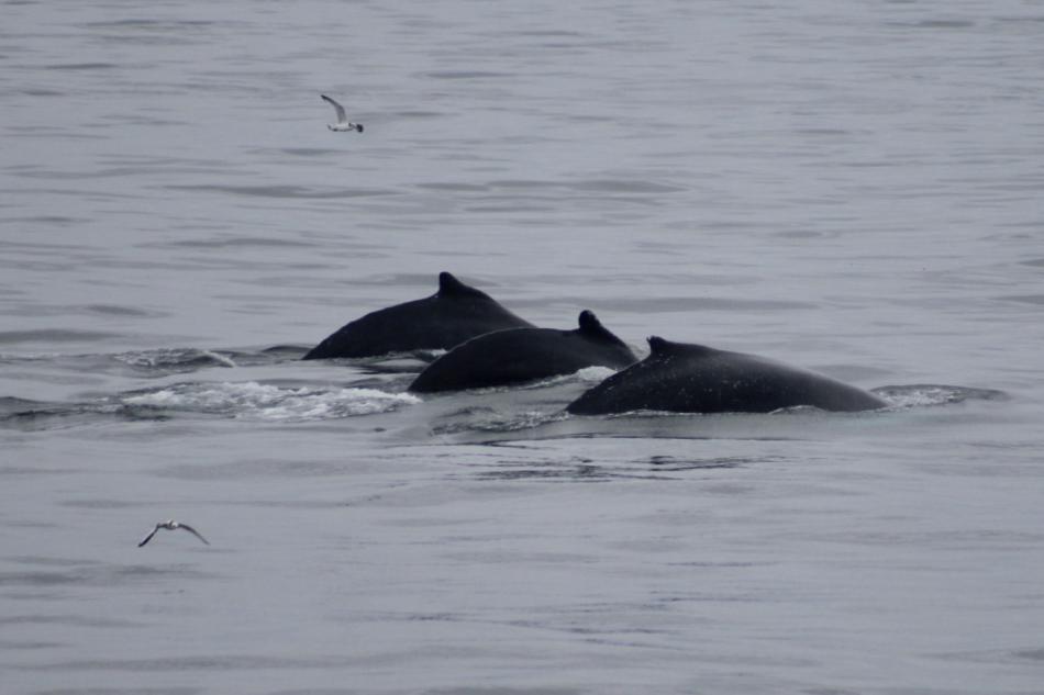 three humpback whales surface at the same time