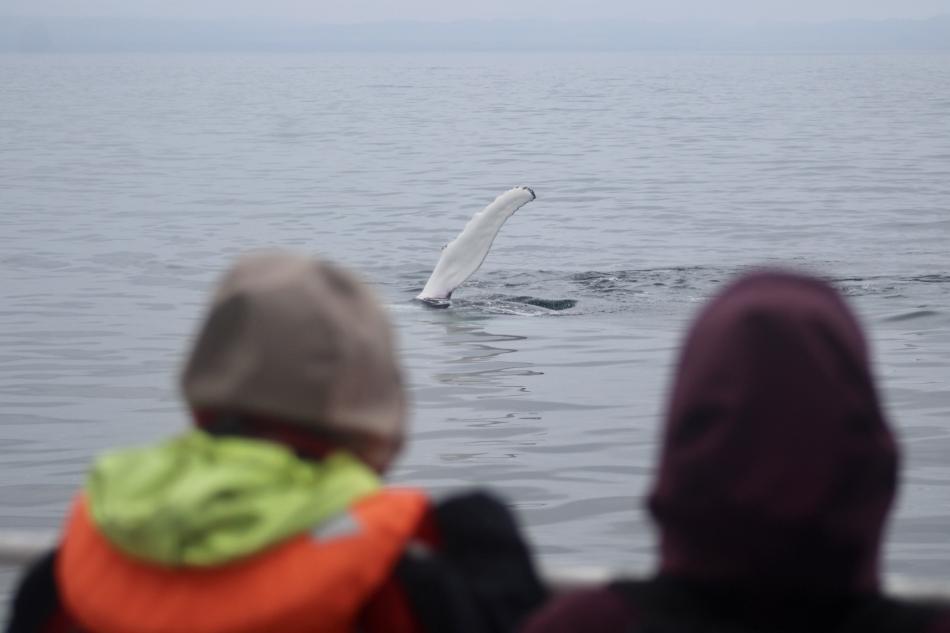 passengers watch humpback whale pectoral fin in the air
