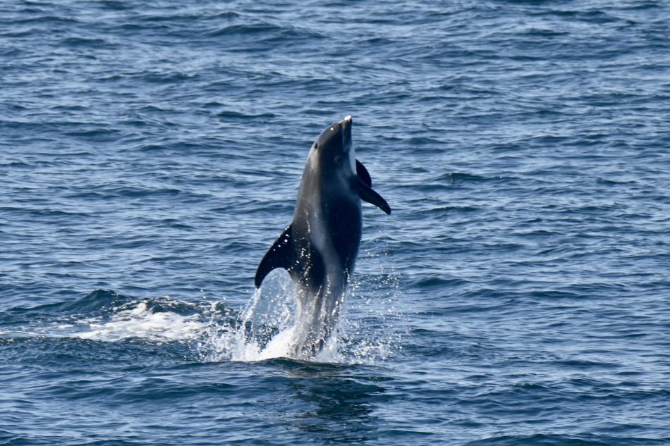 white-beaked dolphin jumping