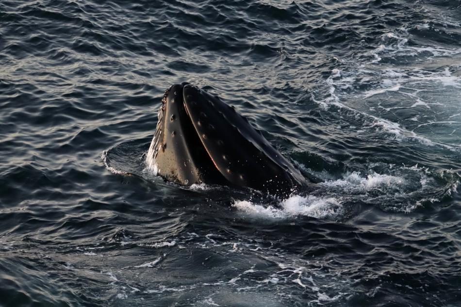 humpback whale spyhopping