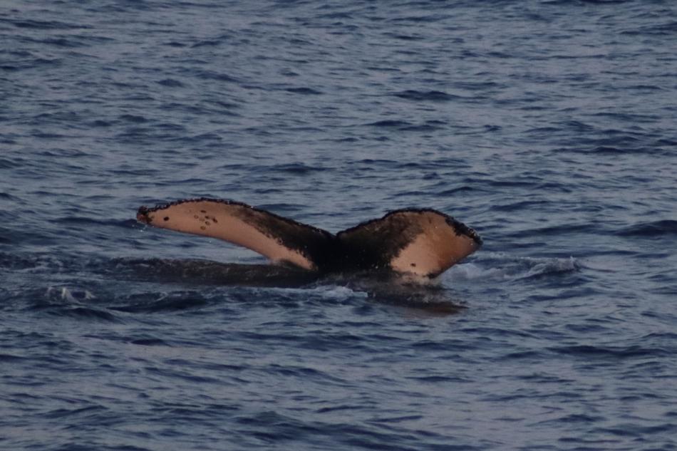 humpback whale fluke in the midnight sun