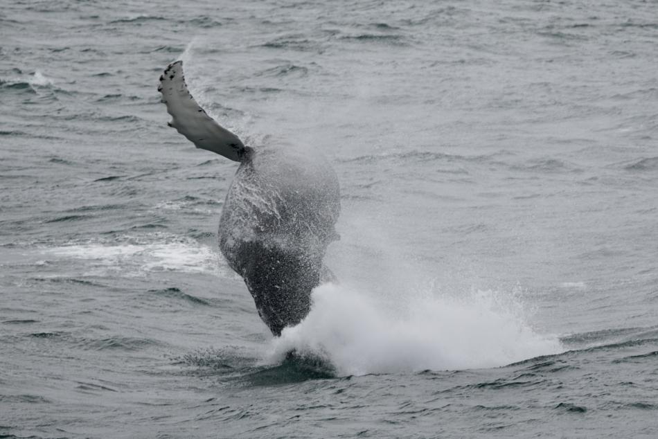 Humpback whale breaches with its pectoral fin in the air.
