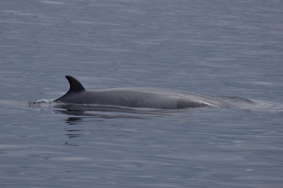 Minke whale dorsal fin and back on the water surface.