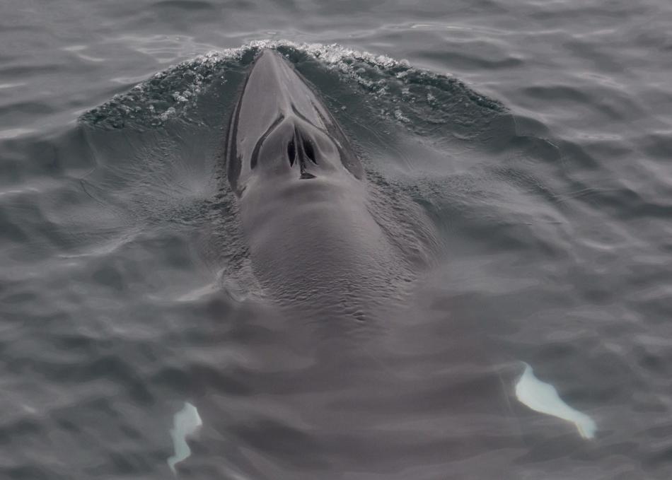 a Minke whale swims just under the surface, coming up for air.