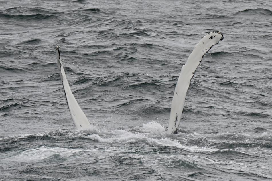 Humpback whale claps its pectoral fins out of the water.