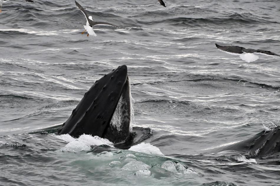 Humpback whale lunge feeds with mouth wide open.