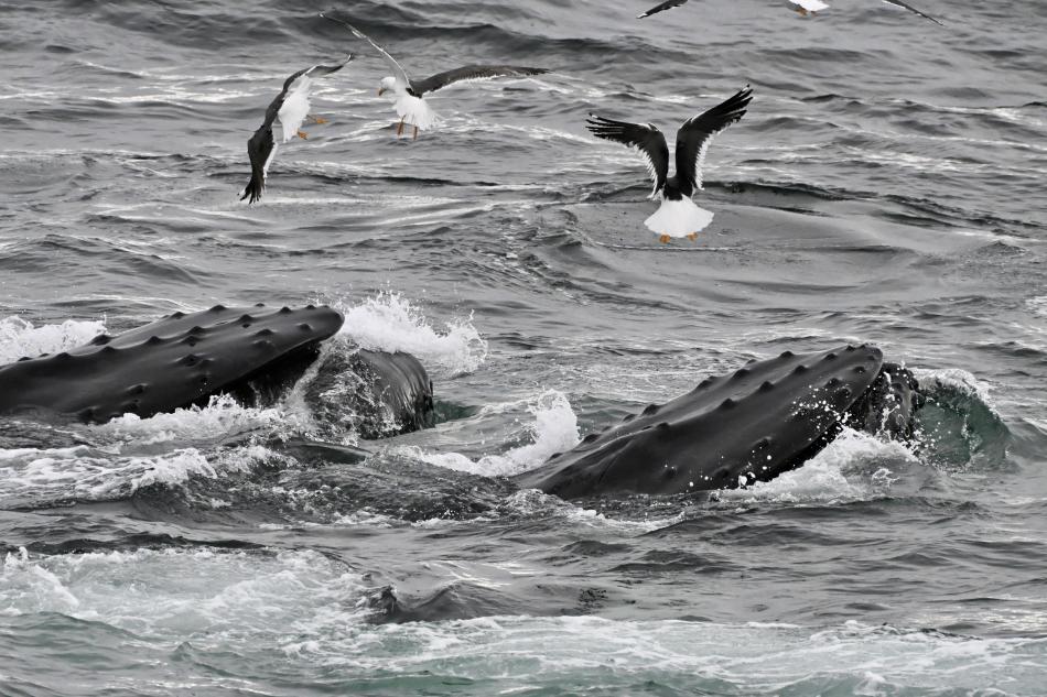 Lunge feeding humpback whales surface amongst seagulls.