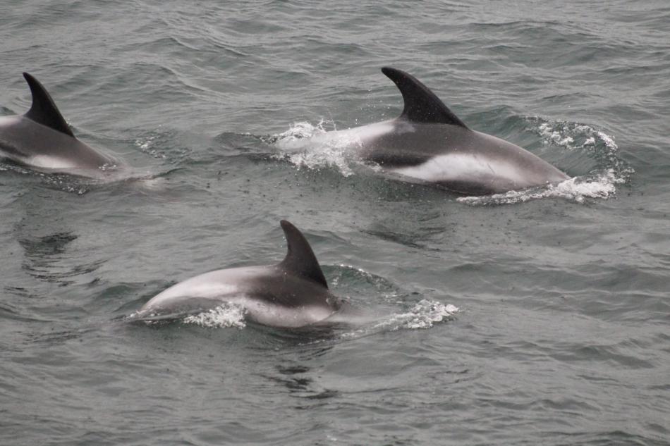 Three white-beaked dolphins surface at the same time.