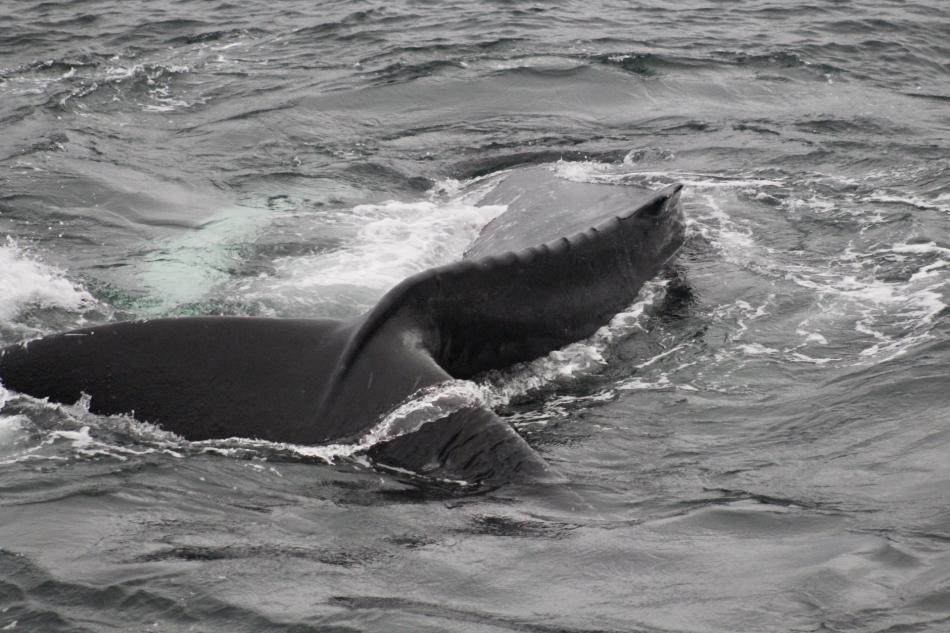 Humpback whale bends before lifting its fluke up.