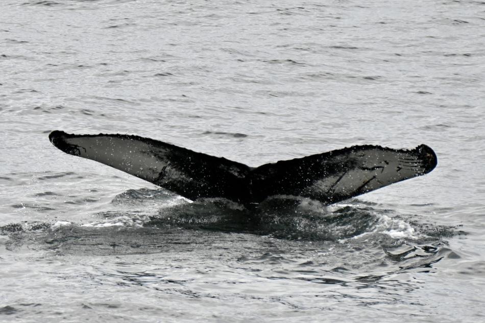 humpback whale fluke