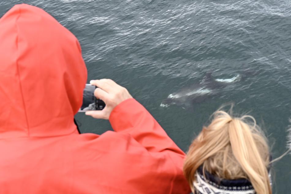 white-beaked dolphin surfaces in front of passengers