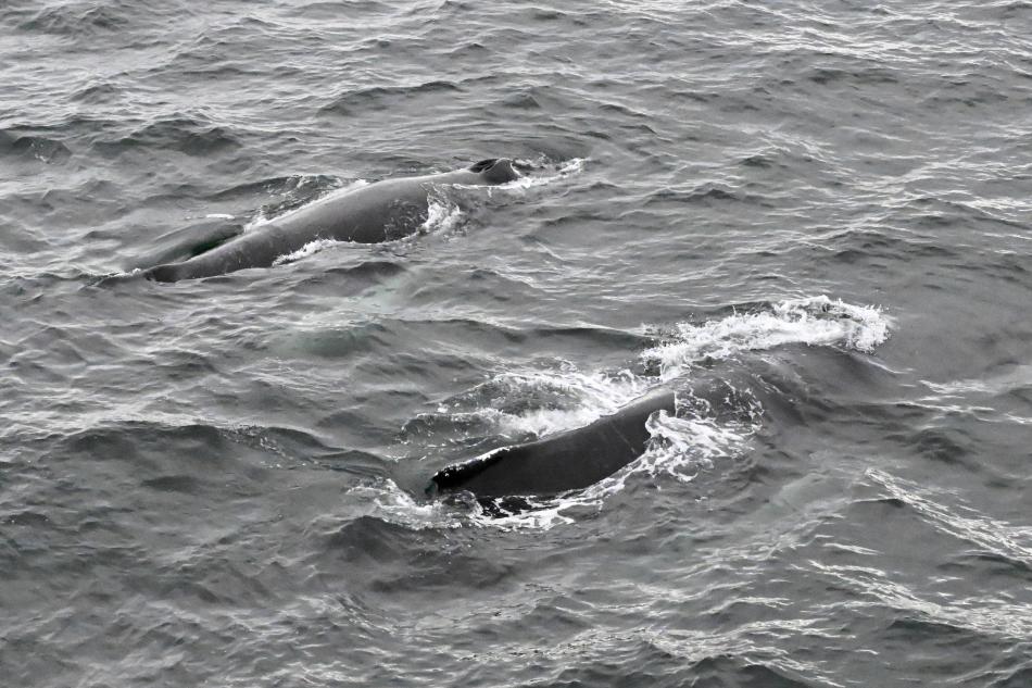 humpback whales