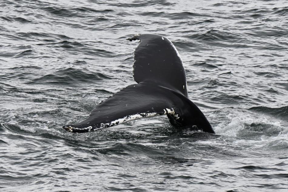 humpback whale fluke