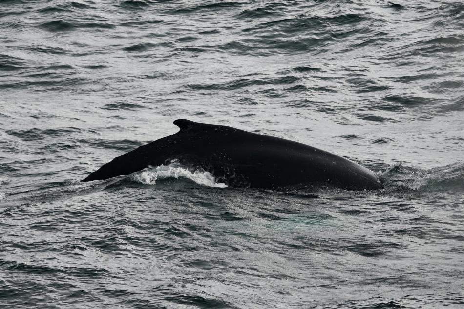 Humpback whale dorsal fin.