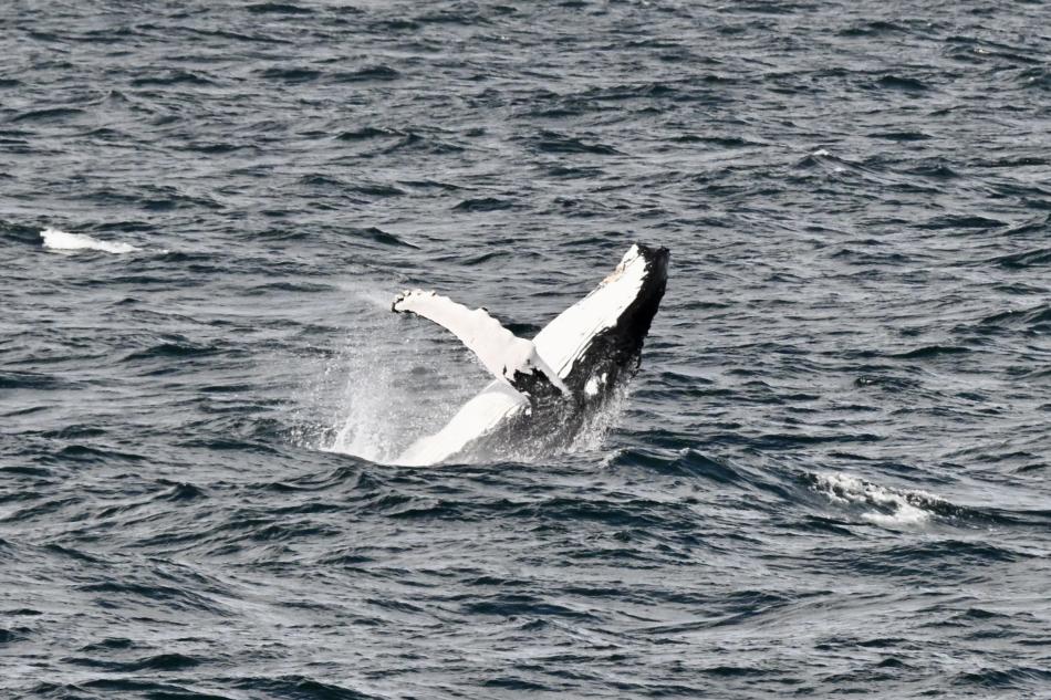Humpback whale breaches backwards.