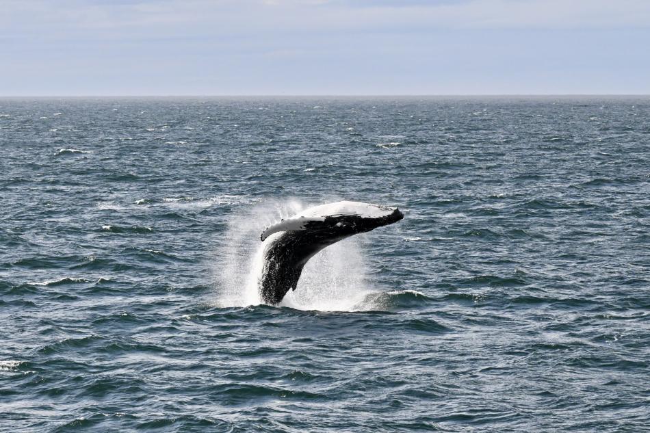 Breaching humpback whale.