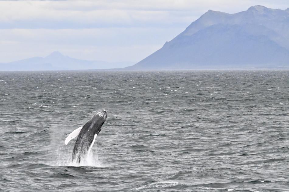 Humpback whale breaches against mountainous backdrop.