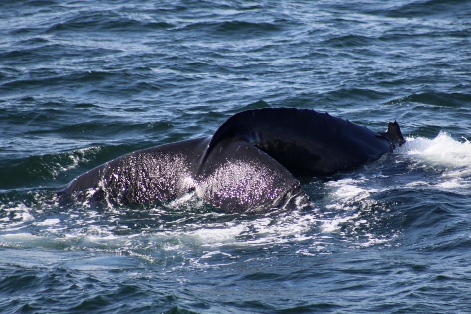 humpback whale fluke
