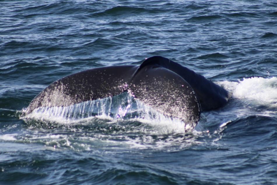 humpback whale fluke