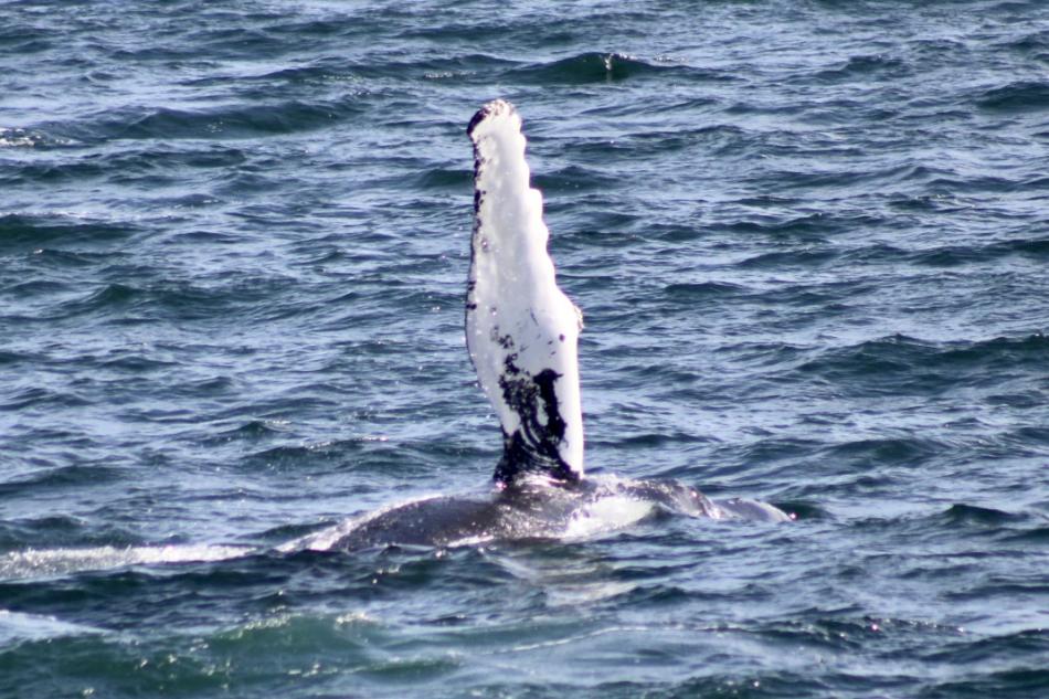 humpback whale pectoral fin